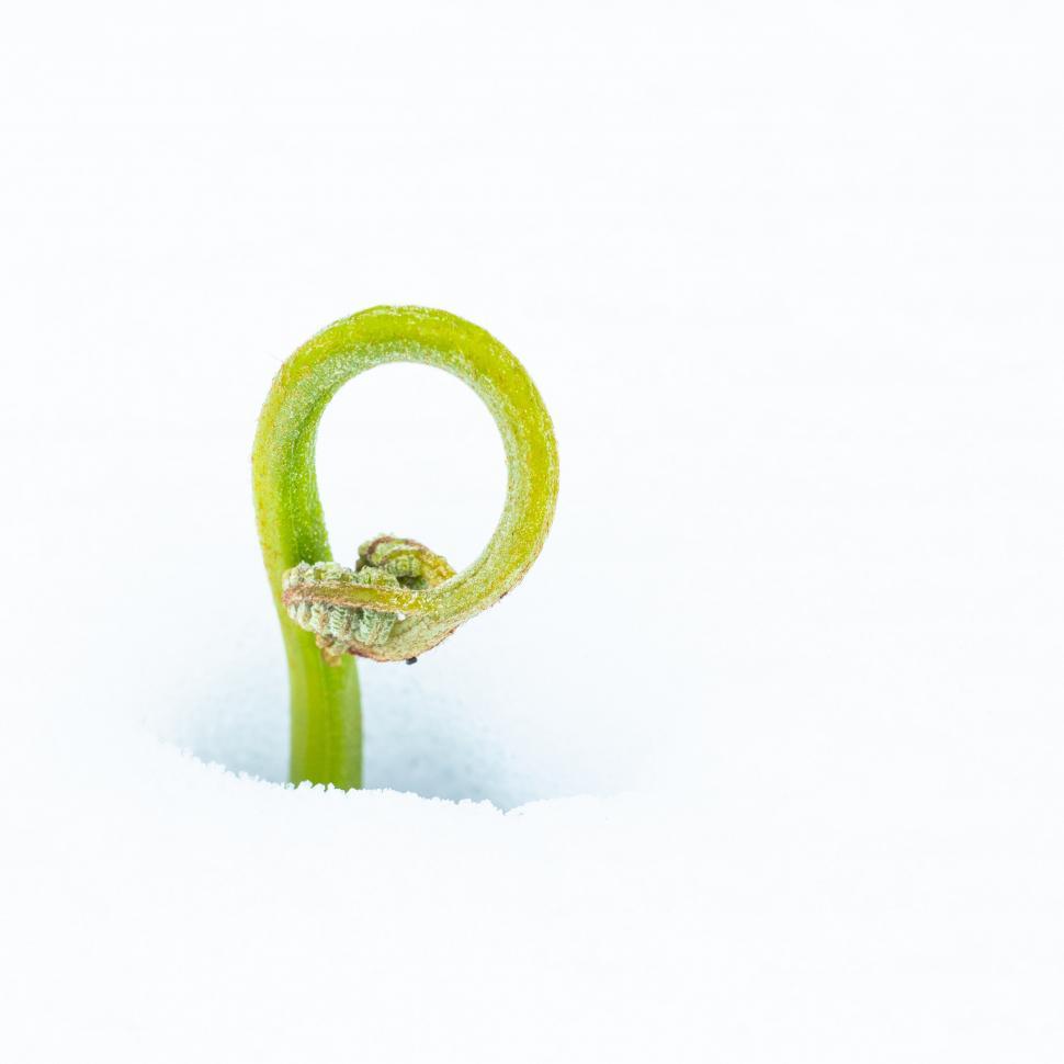 Free Image of A green plant growing out of snow 