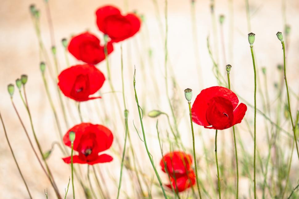 Free Image of A group of red flowers 