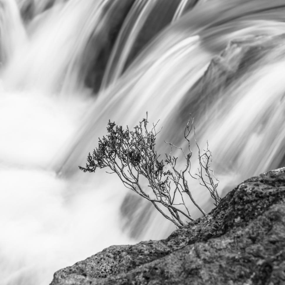 Free Image of A small plant growing on a rock by a waterfall 