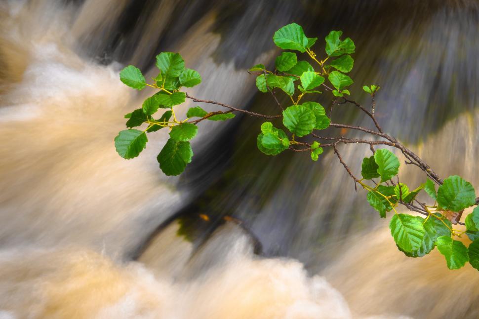 Free Image of A branch with leaves over water 