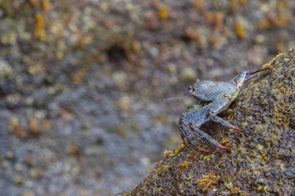 Free Image of A crab on a rock 