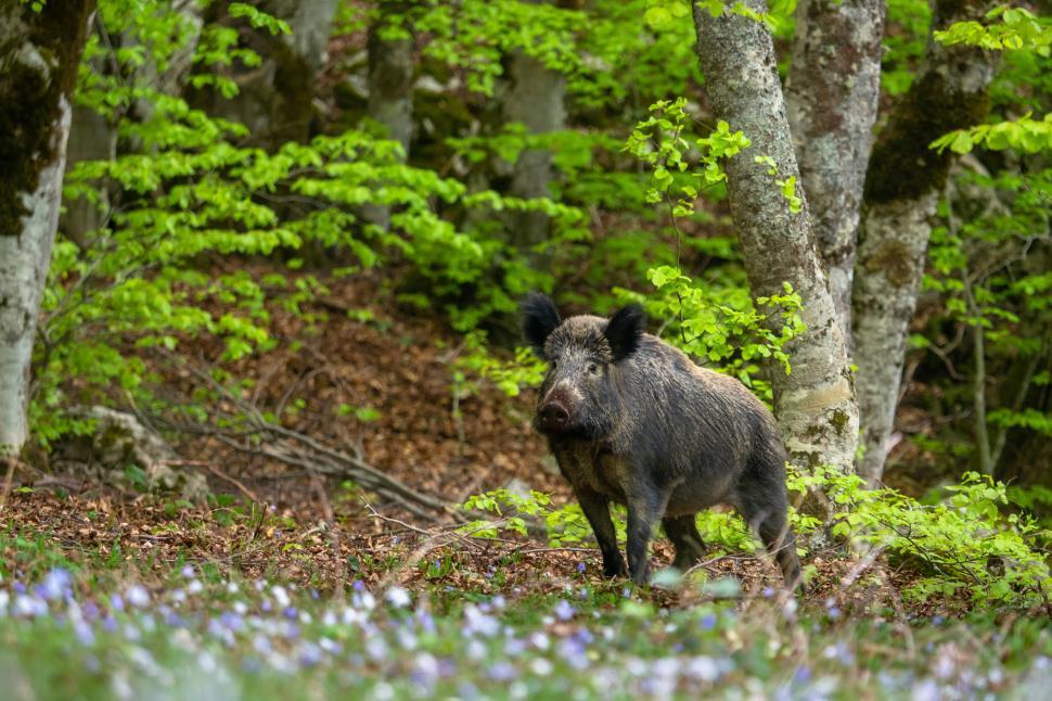 Free Image of A wild boar in the woods 