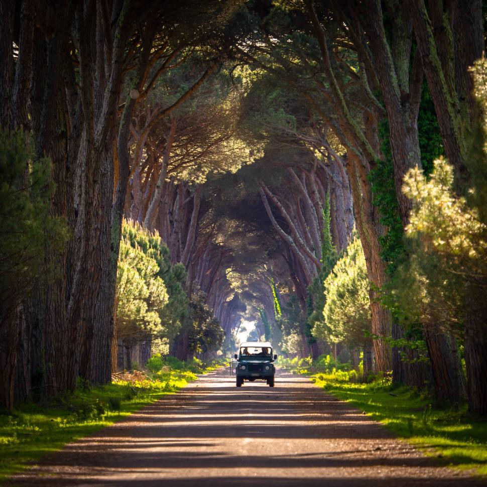 Free Image of A car driving down a road with trees 