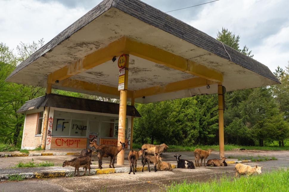 Free Image of A group of goats under a gas station 