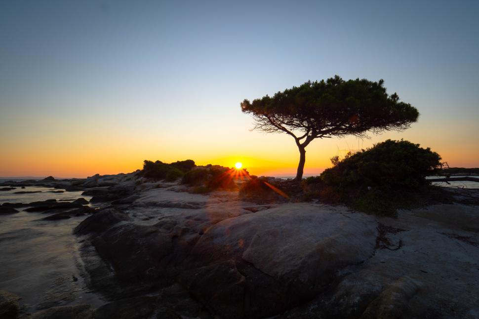 Free Image of A tree on a rocky beach 