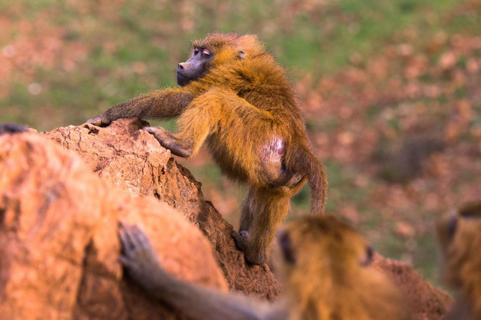 Free Image of A monkey climbing a rock 