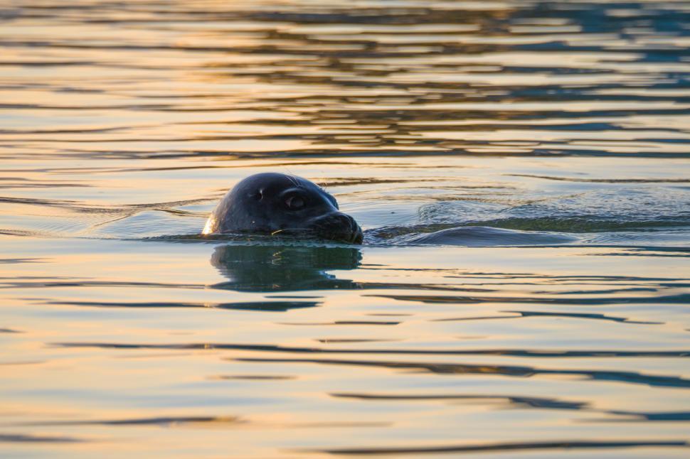 Free Image of A seal swimming in the water 