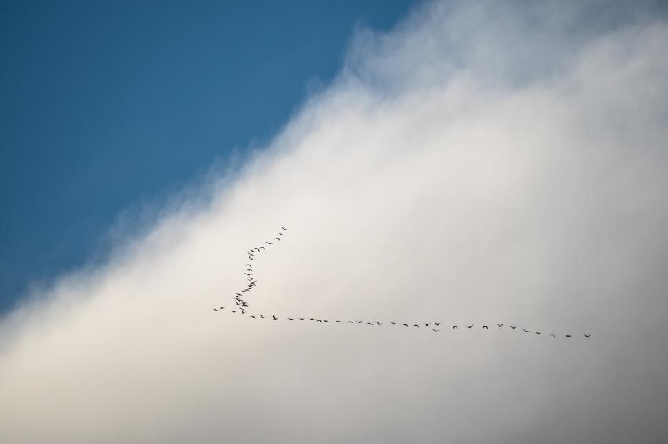 Free Image of A group of birds flying in the sky 