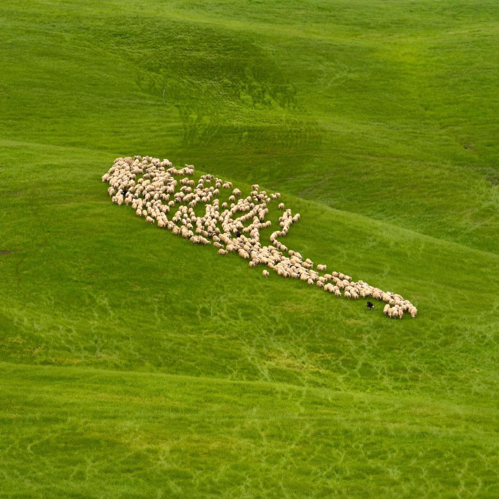 Free Image of A herd of sheep in a field 