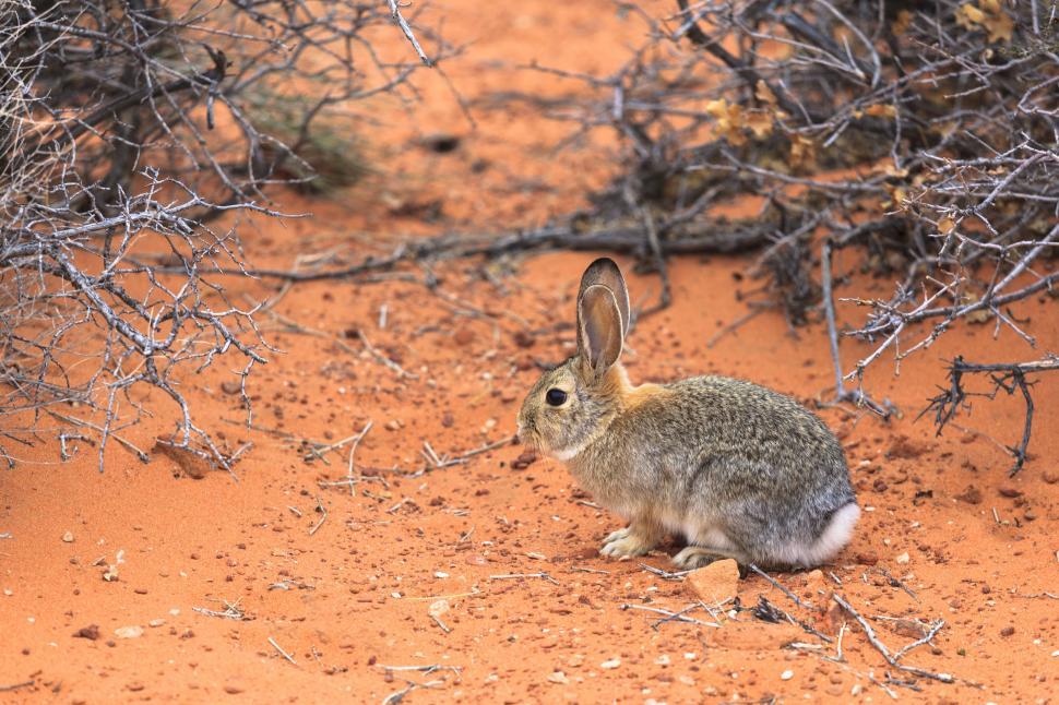 Free Image of A rabbit in the sand 