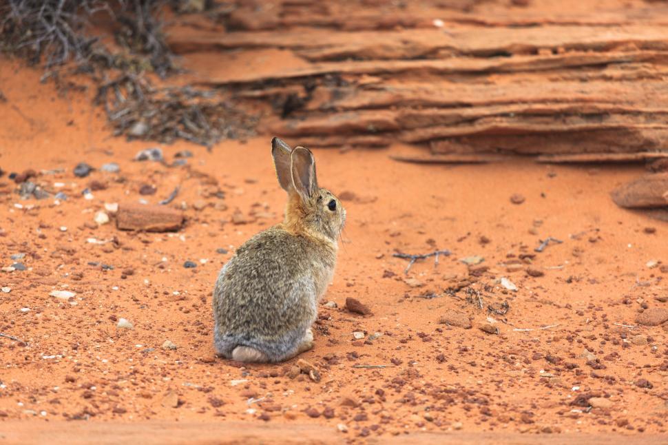 Free Image of A rabbit sitting on the ground 