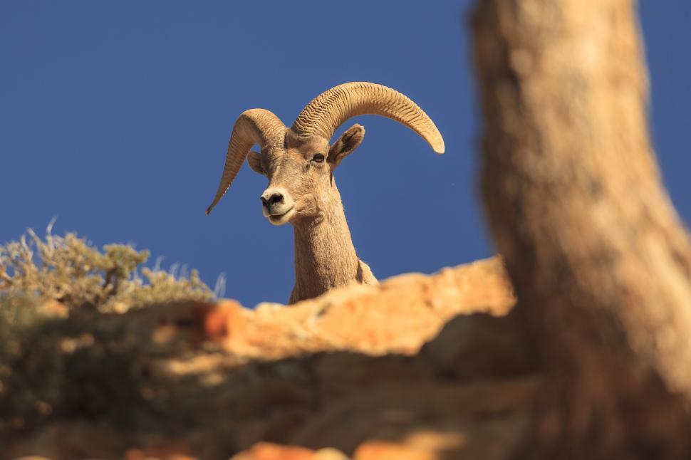 Free Image of A ram with horns looking at the camera 