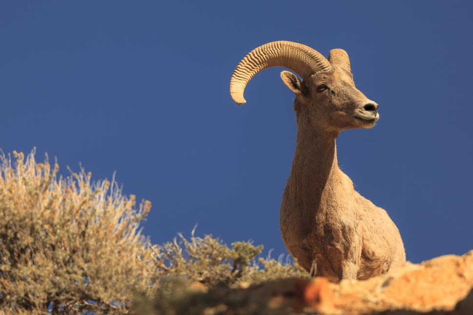 Free Image of A ram with horns standing on a hill 