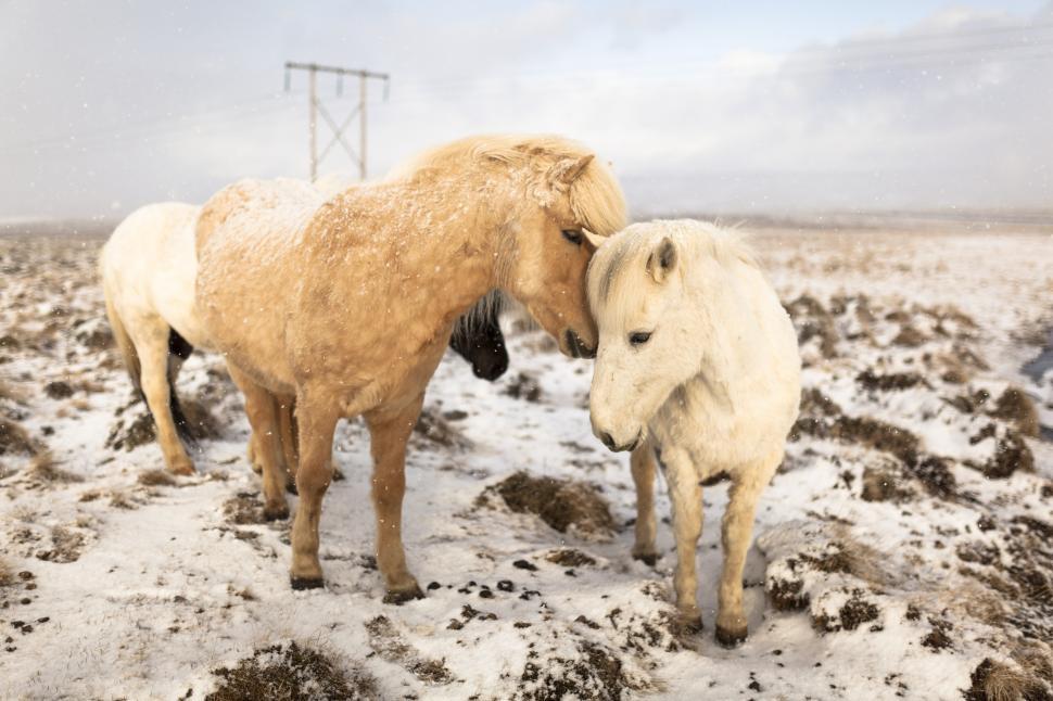 Free Image of A group of horses standing in snow 