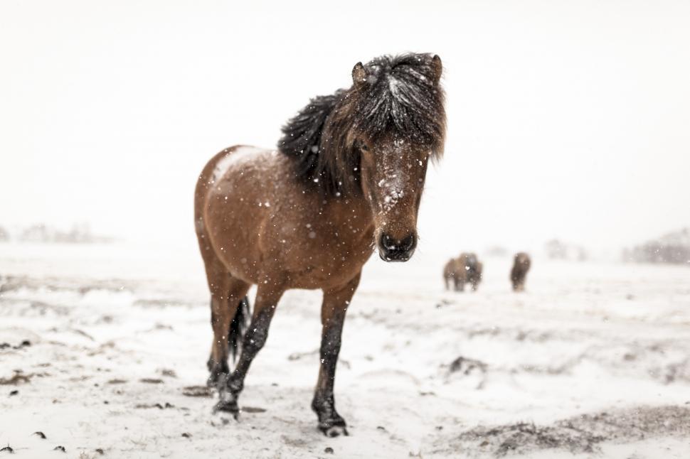 Free Image of A horse in the snow 