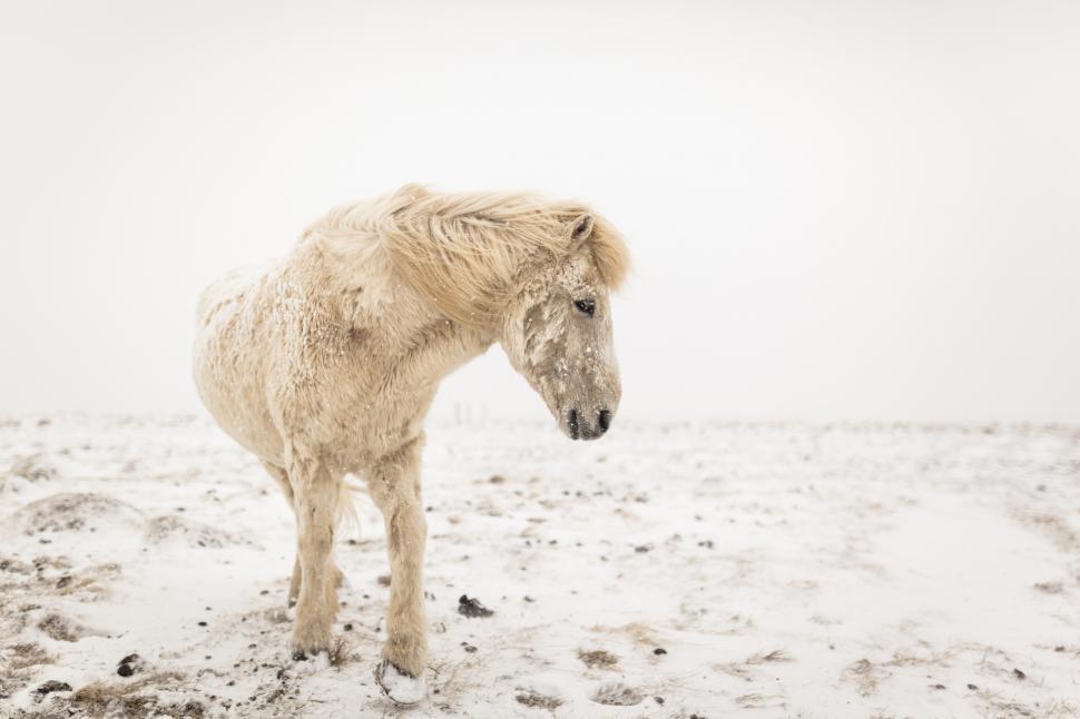 Free Image of A horse standing in the snow 