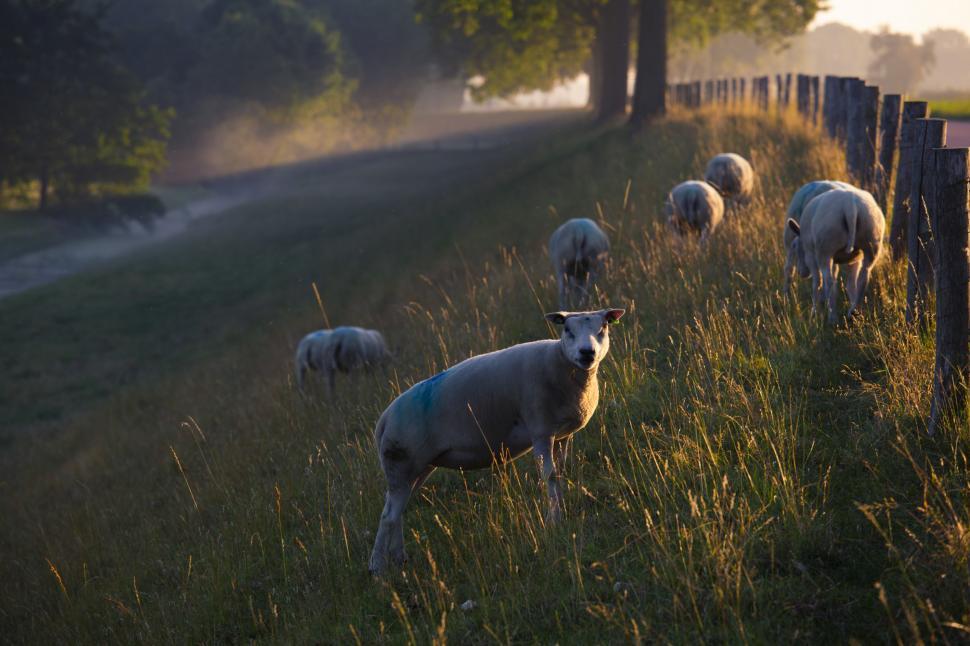 Free Image of A group of sheep standing in a field 