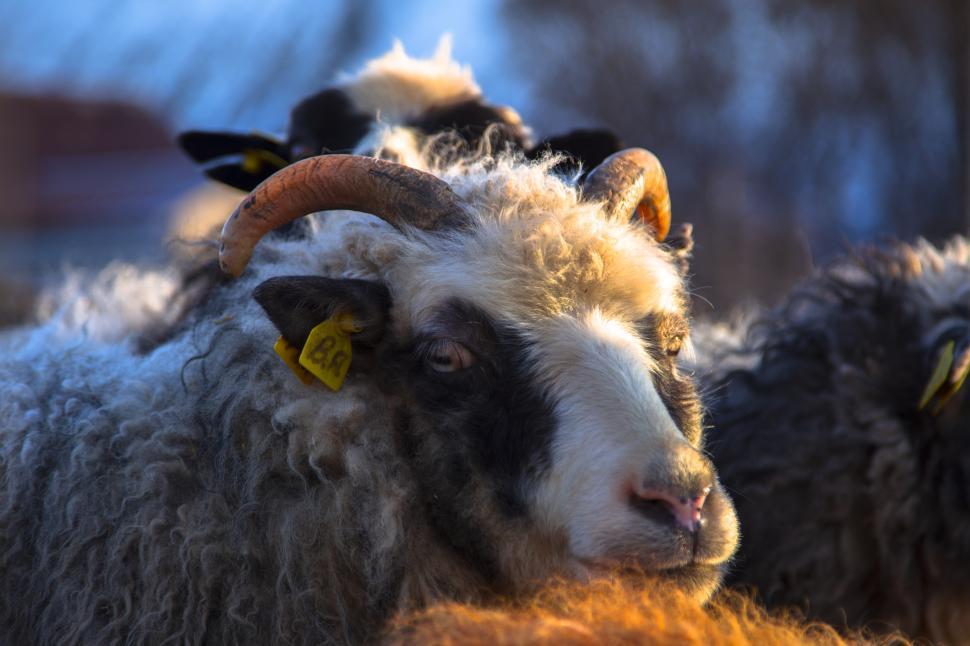 Free Image of A close up of a sheep 