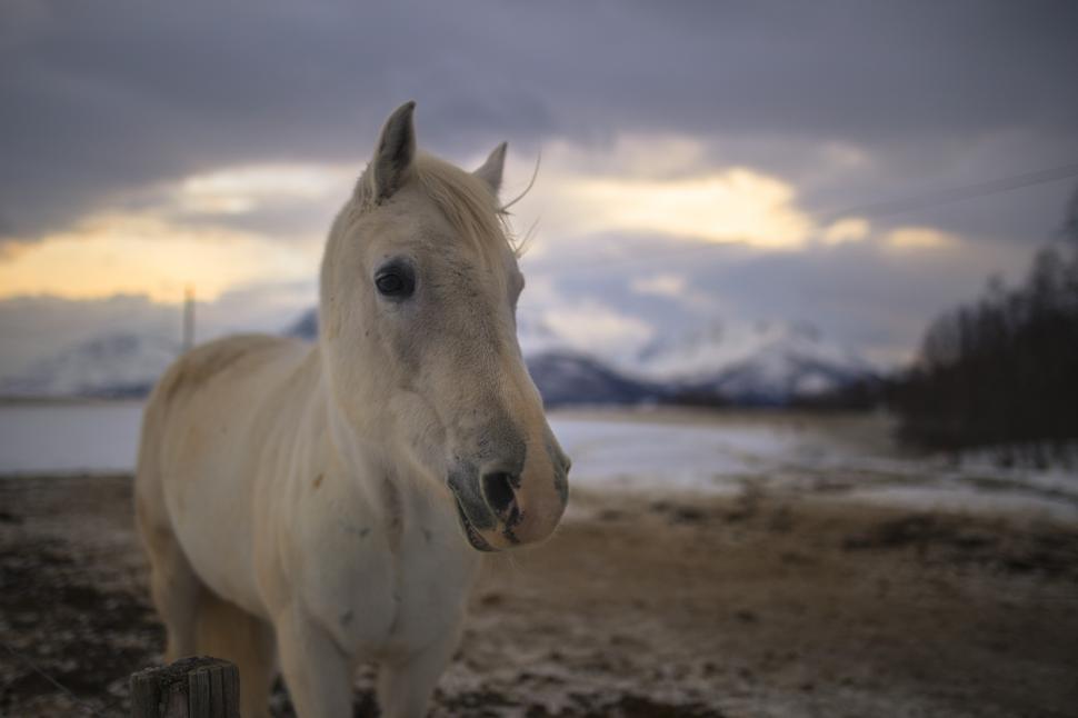 Free Image of A white horse standing in a snowy field 