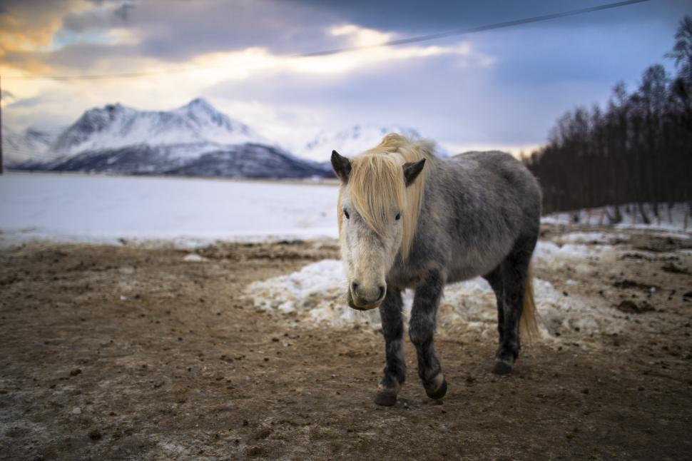 Free Image of A horse standing in a snowy field 