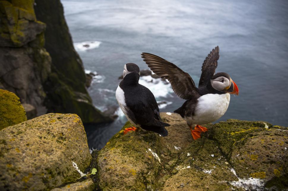 Free Image of Two birds standing on a rock 
