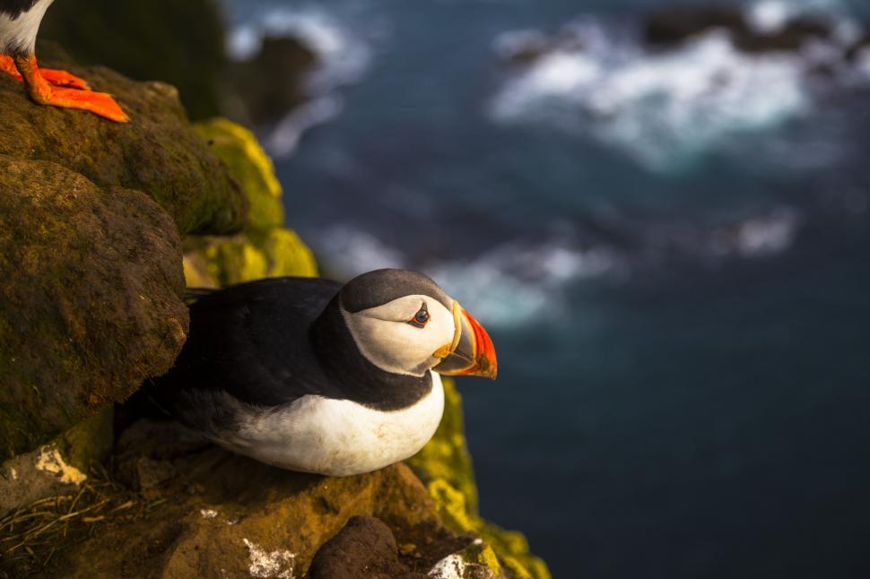 Free Image of A bird sitting on a rock 