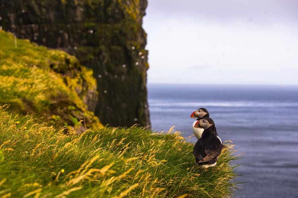 Free Image of Two birds standing on a grassy hill 