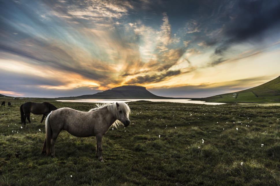 Free Image of Two horses standing in a field 