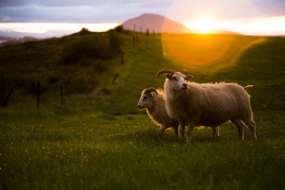 Free Image of Two sheep in a field 