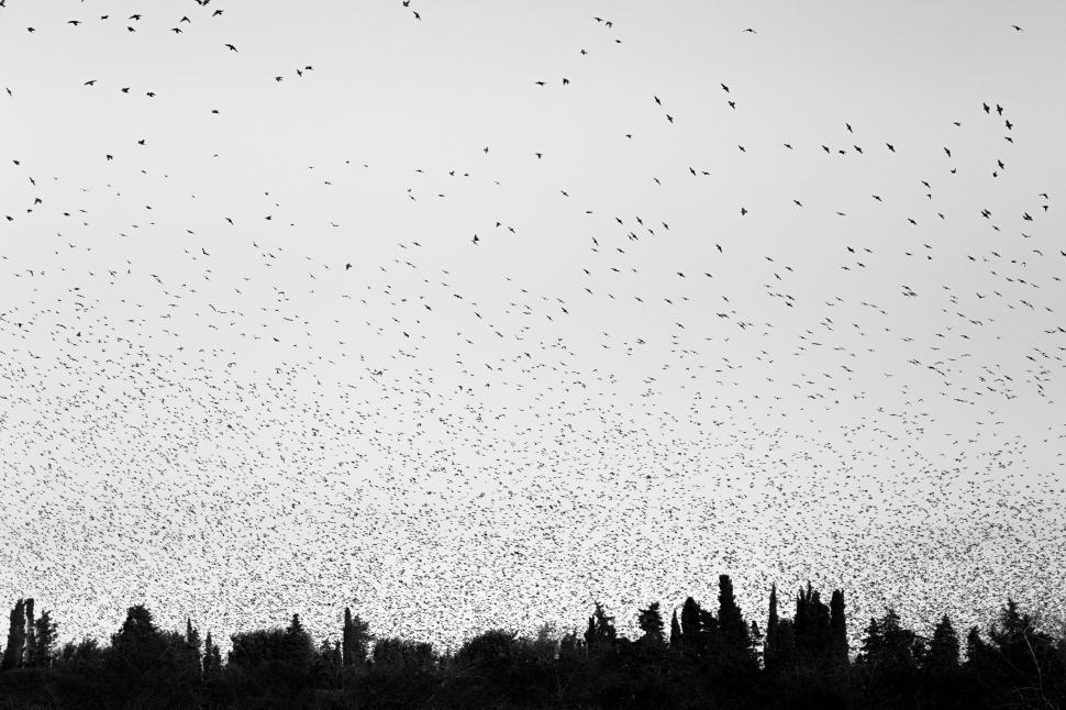 Free Image of A large flock of birds flying over trees 