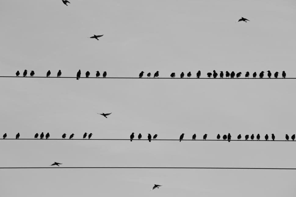 Free Image of A group of birds on wires 