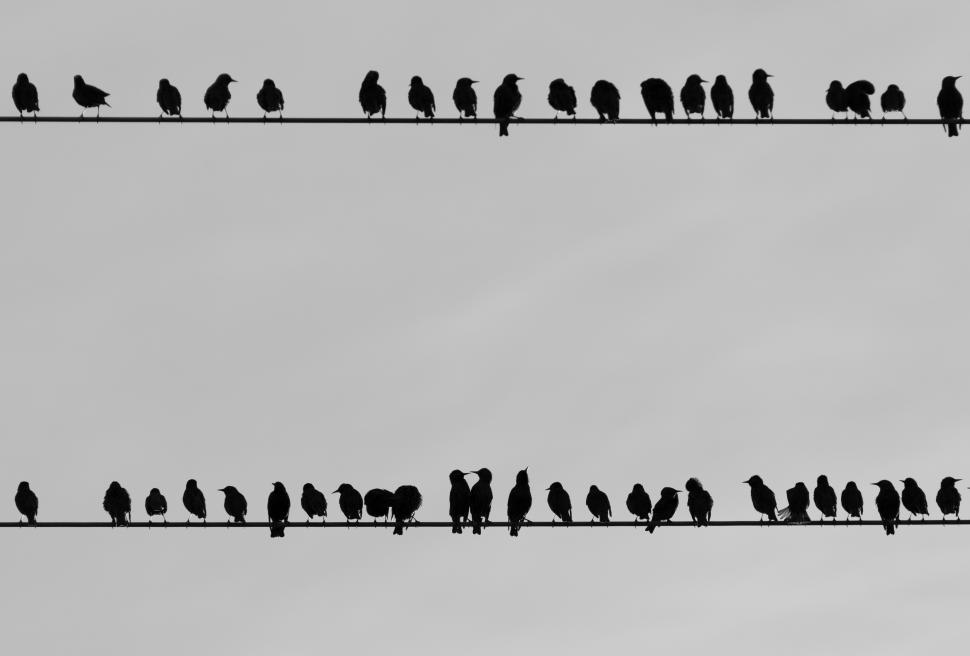 Free Image of A group of birds on a wire 