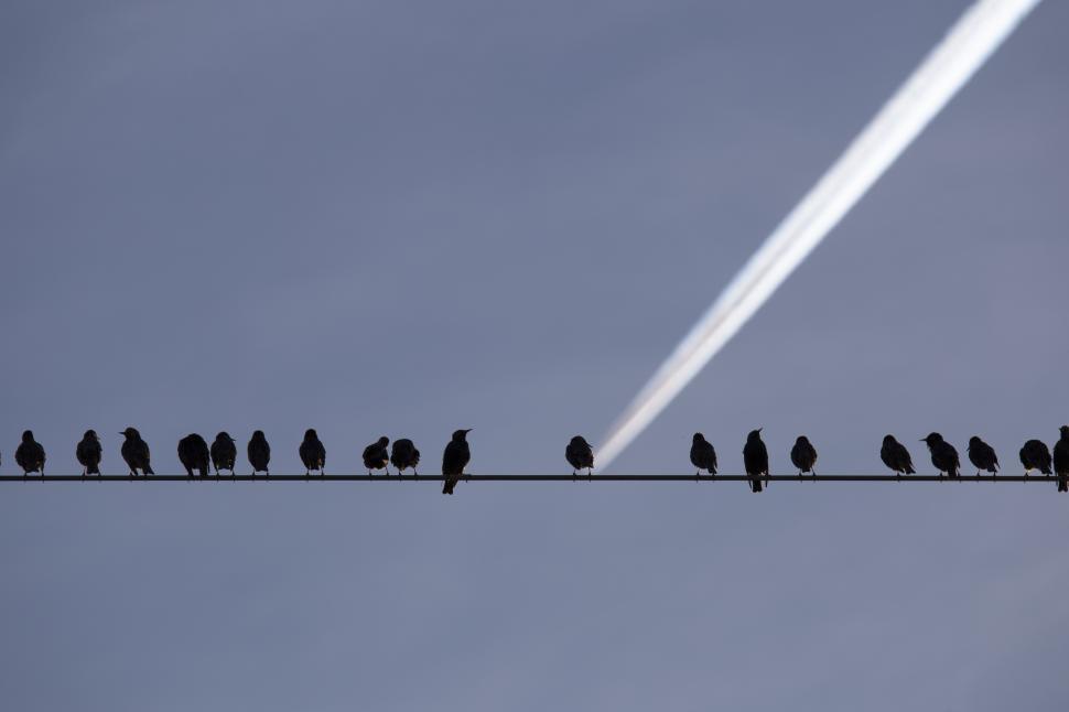 Free Image of A group of birds sitting on a wire 