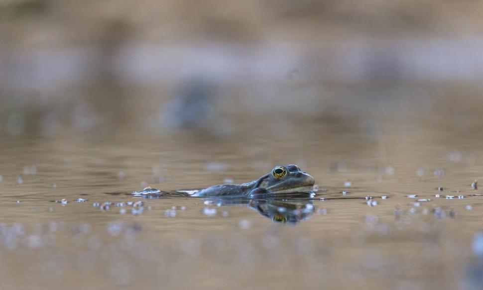 Free Image of A frog swimming in water 
