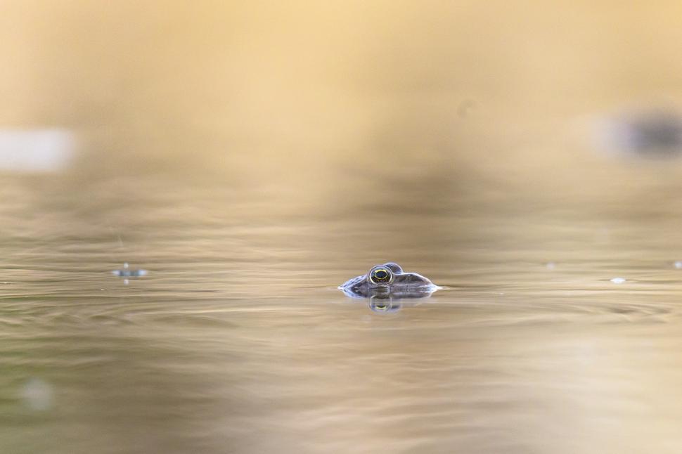 Free Image of A frog swimming in water 