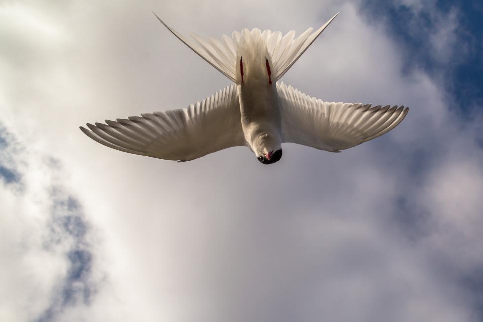 Free Image of A bird flying in the sky 