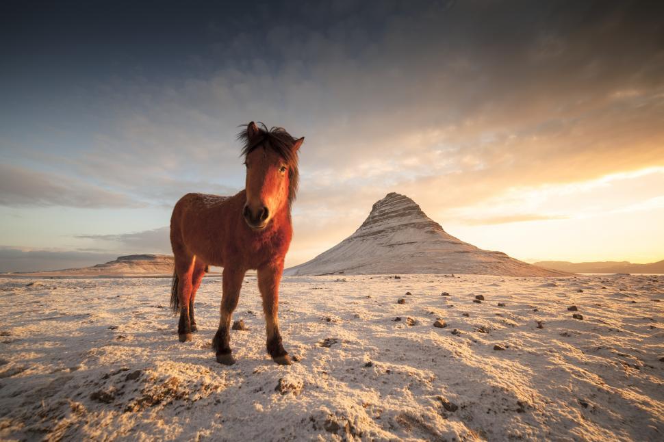 Free Image of A horse standing in snow 