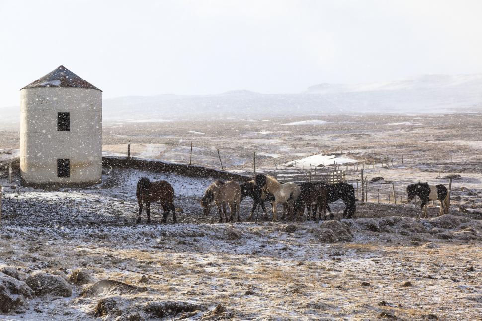 Free Image of A group of horses in a snowy field 