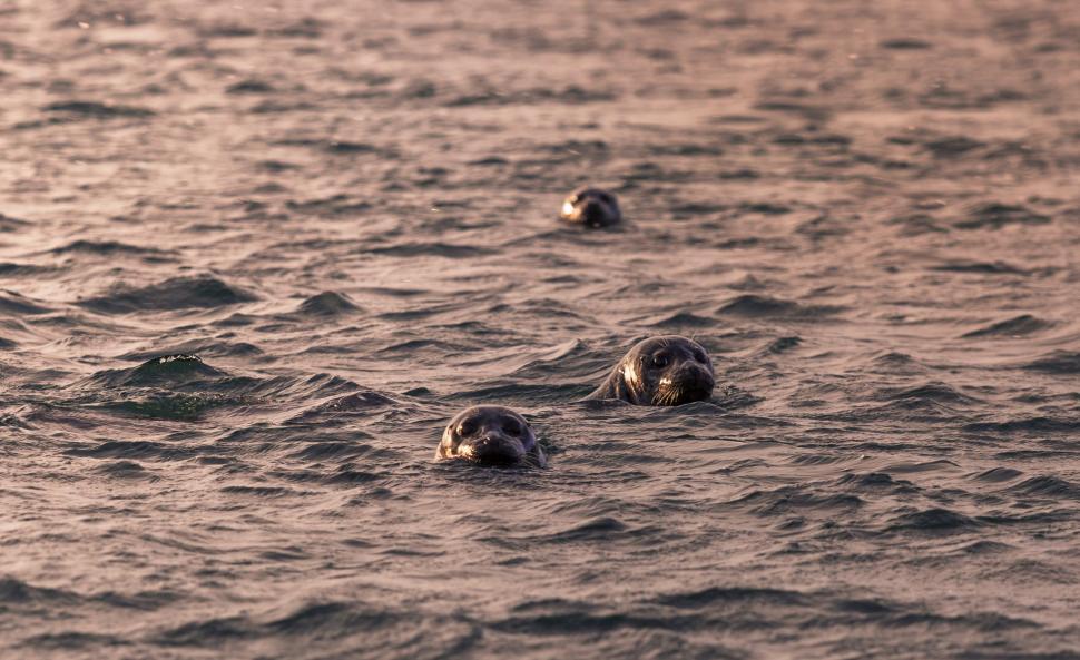 Free Image of Seals in the water 