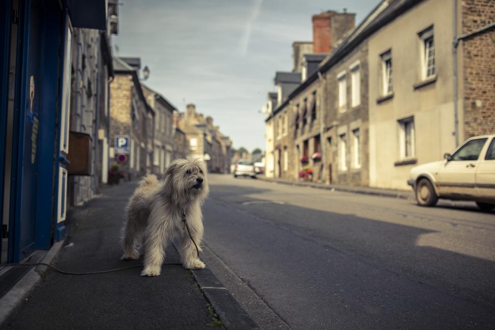 Free Image of A dog on a leash on a street 