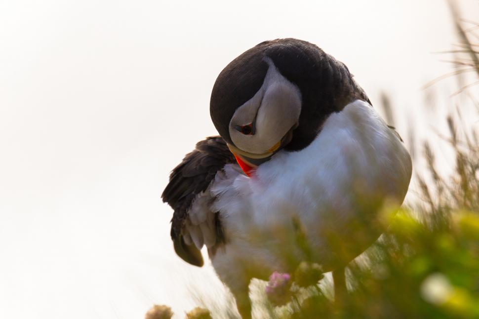Free Image of A puffin standing in grass 