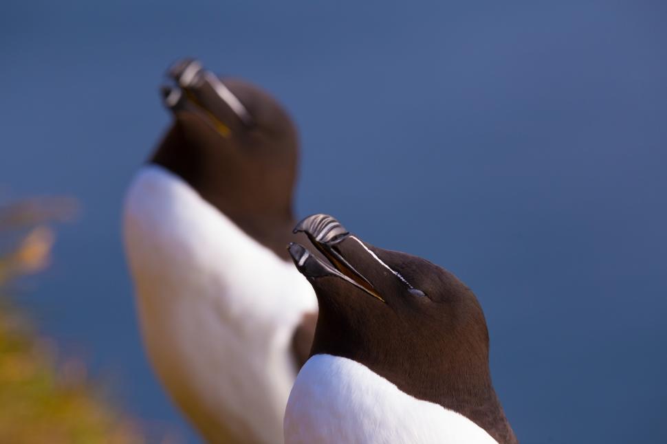Free Image of A close up of two birds 