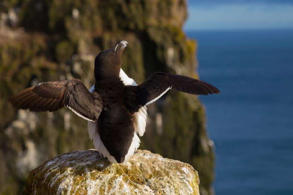 Free Image of A bird standing on a rock with its wings spread 