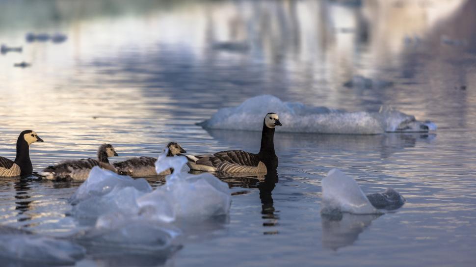Free Image of A group of birds swimming in water with ice 