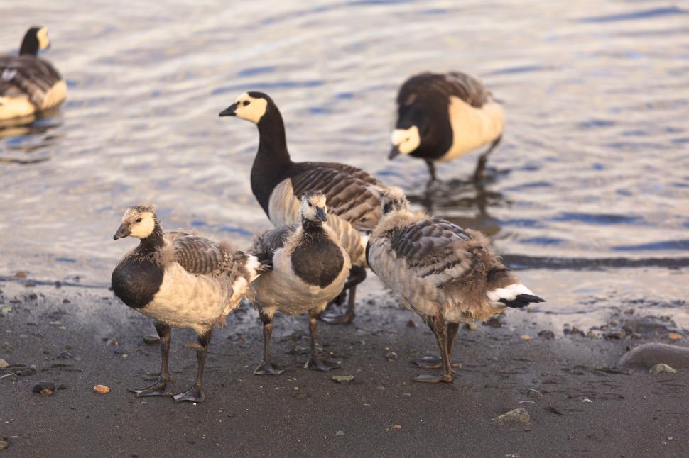 Free Image of A group of geese standing on the shore of a lake 