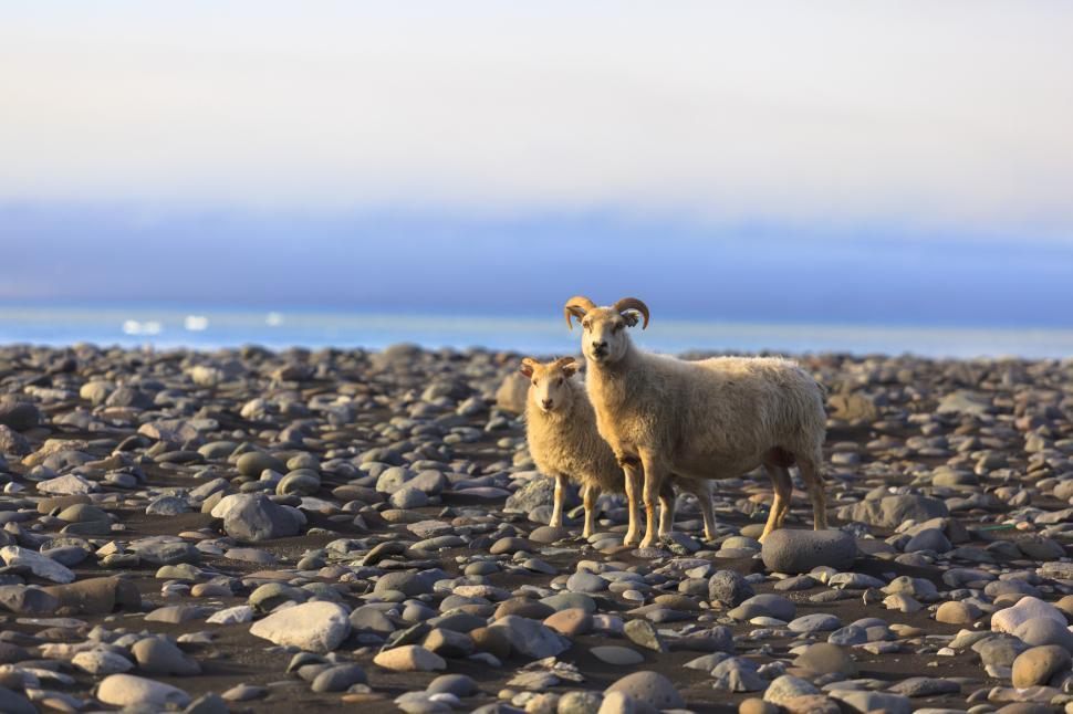 Free Image of A couple of sheep on a rocky beach 