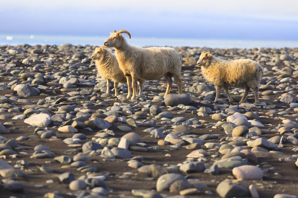 Free Image of A group of sheep on a rocky beach 