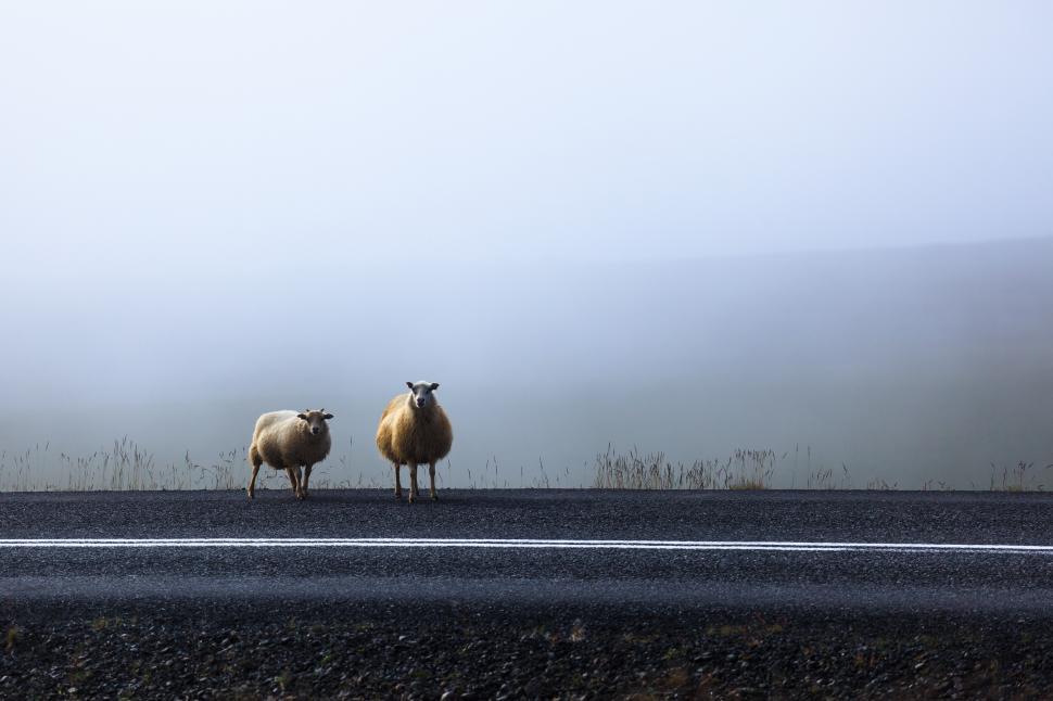 Free Image of Two sheep standing on a road 