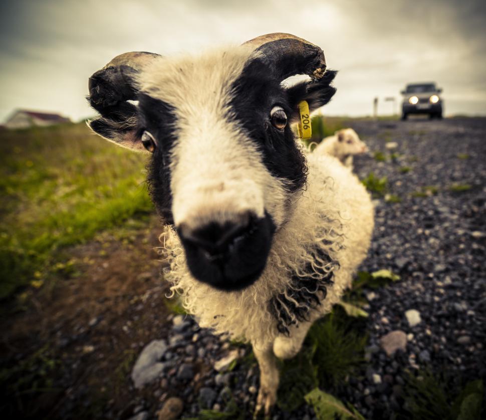 Free Image of A goat standing on a gravel road 