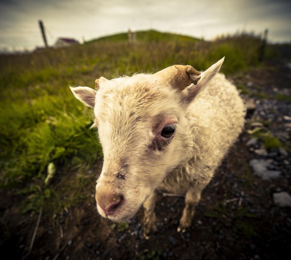 Free Image of A goat standing in a grassy field 